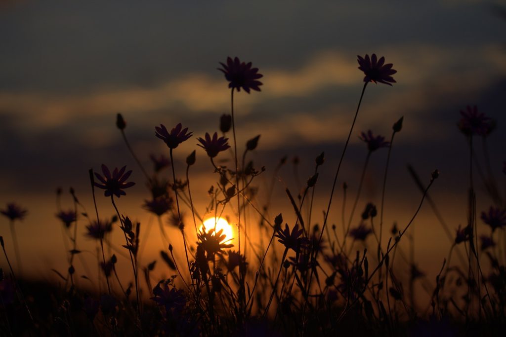 flowers, camp, sunset