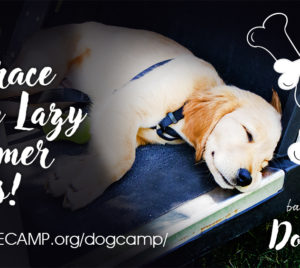 Dog Camp